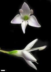 Veronica diosmifolia. Flowers. Scale = 1 mm.
 Image: P.J. Garnock-Jones © P.J. Garnock-Jones CC-BY-NC 3.0 NZ